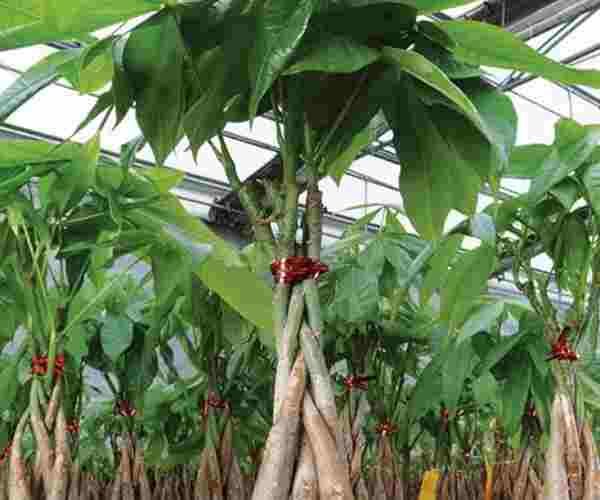 Brussel's Bonsai Live Money Indoor Bonsai Tree3 (1)