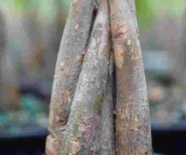 Brussel's Bonsai Live Money Indoor Bonsai Tree4 (1)