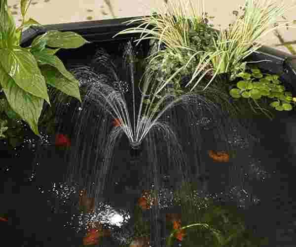 Pennington Aquagarden - Raised Window 2
