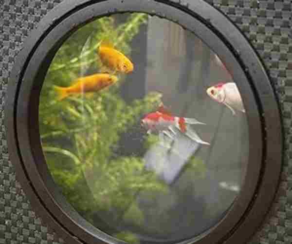 Pennington Aquagarden - Raised Window 4