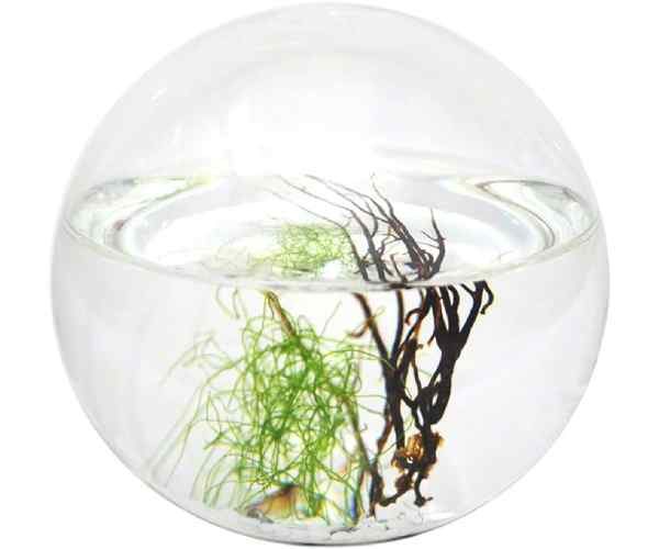 Ecosphere Small Sphere3 (1)