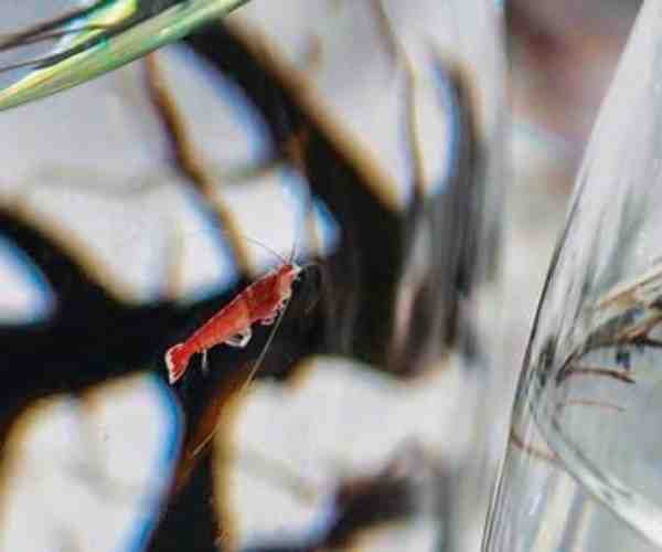 Ecosphere Small Sphere4 (1)