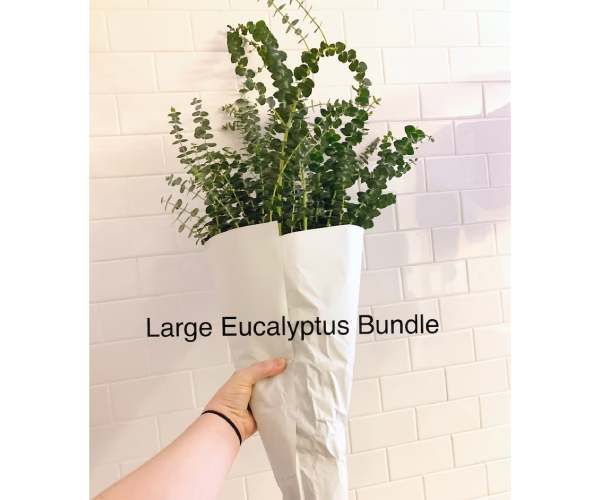 Fresh Eucalyptus Shower Bundle Plant2