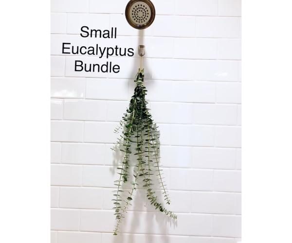Fresh Eucalyptus Shower Bundle Plant3