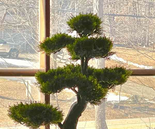 Natural Cedar Bonsai Silk Plant3 (1)