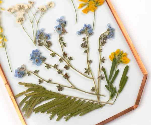 Pressed Flower Frames3