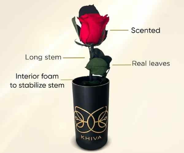 Scented - Fragrant Rose2
